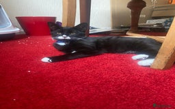 Mixed Breed cats for sale: 2 bonded males needs a home asap - Image 8