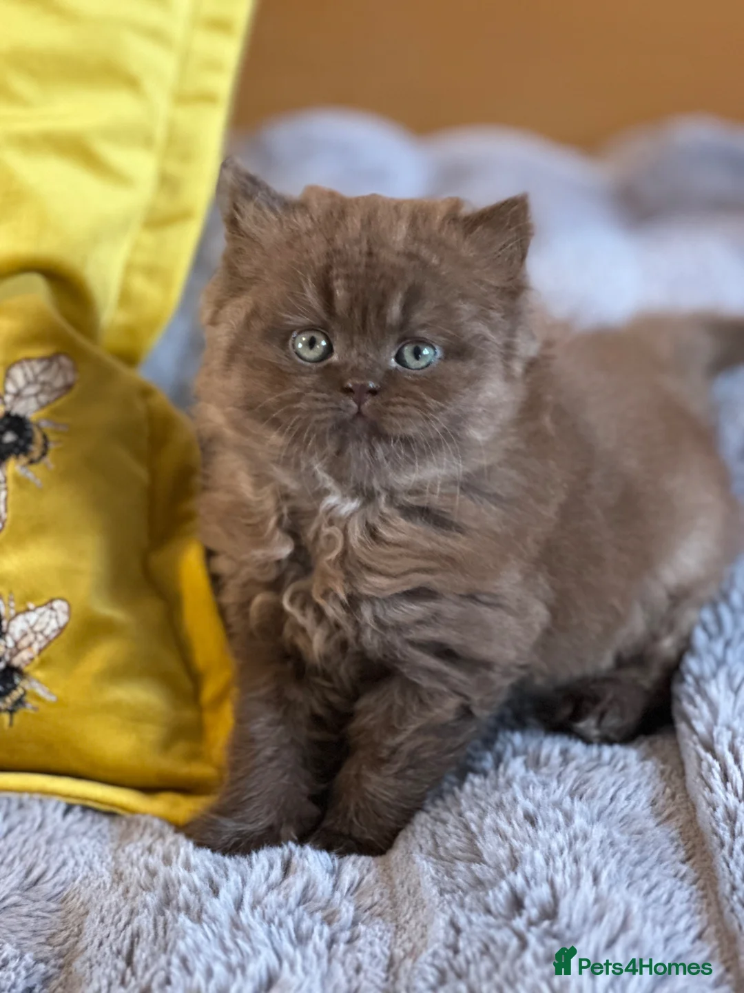 British Shorthair cats for sale: GCCF  registered Carriers cinnamon  color  - Advert 1