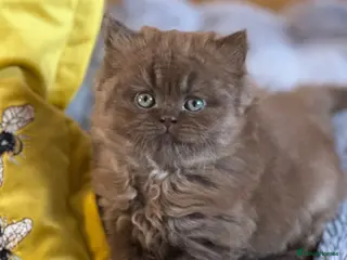 British Shorthair cats GCCF registered Carriers cinnamon color - Advert 2