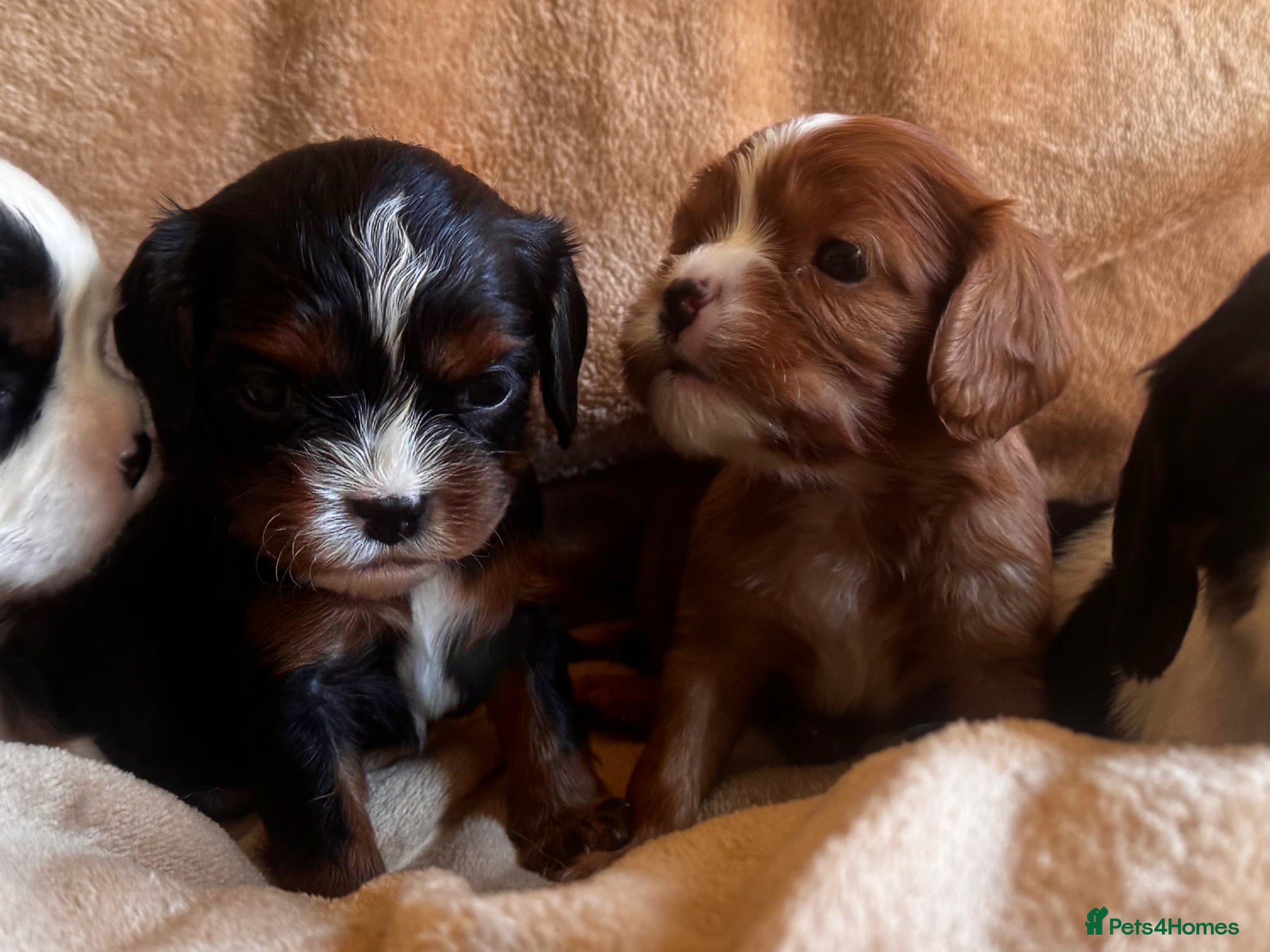 Cavalier King Charles Spaniel dogs Very rare in UK ultra-low COI 0.2% Choc carrier KC - Advert 3