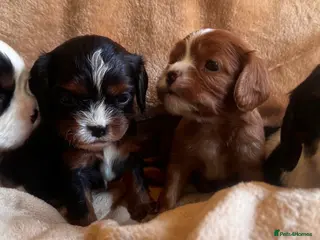Cavalier King Charles Spaniel dogs Very rare in UK ultra-low COI 0.2% Choc carrier KC - Advert 3