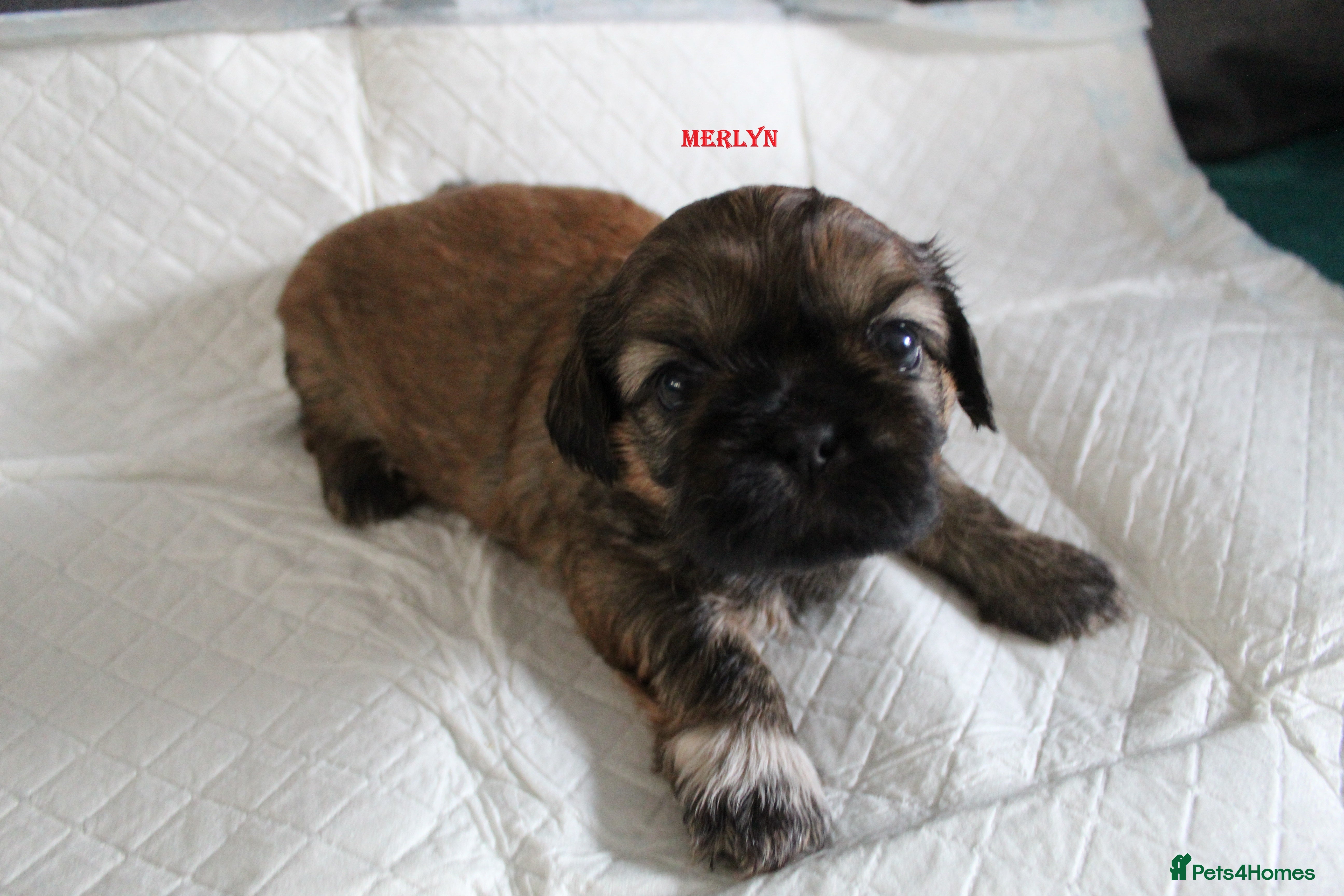 Shih Tzu dogs LOVELY SHIH TZU PUPPIES LIVER GENE  - Advert 10