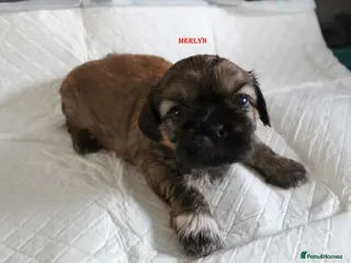 Shih Tzu dogs LOVELY SHIH TZU PUPPIES LIVER GENE - Advert 10