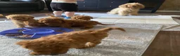 Cavapoo dogs for sale: 5 Beautiful Cavapoos from a family home.  - Advert 22