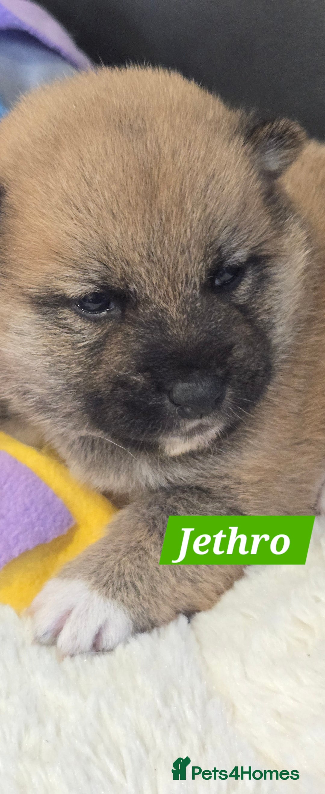 Japanese Shiba Inu dogs for sale: Beautiful Shiba - Image 5