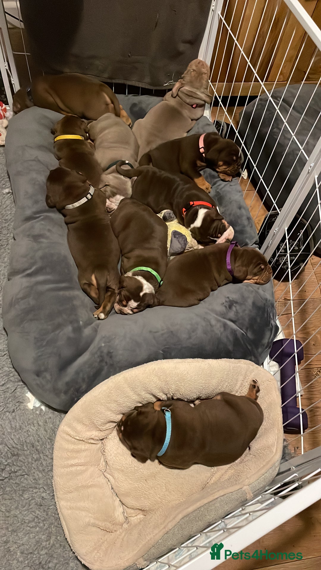 Olde English Bulldogge dogs for sale: NEBBR registered Olde English bulldogge puppies - Advert 5