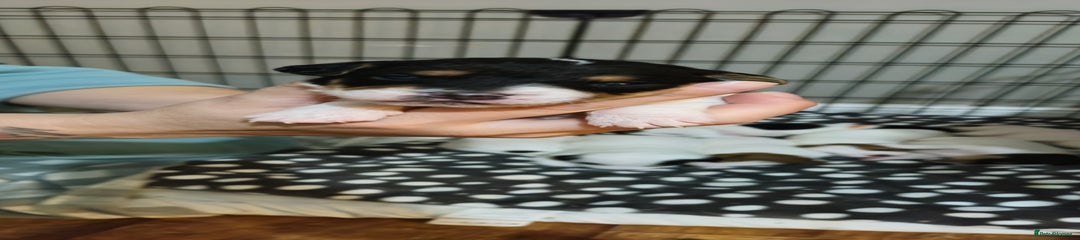 Parson Russell Puppy 2