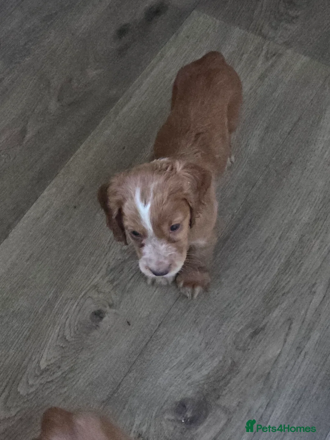 Cocker Spaniel dogs for sale: 5 adorable cocker spaniels for sale  - Advert 3