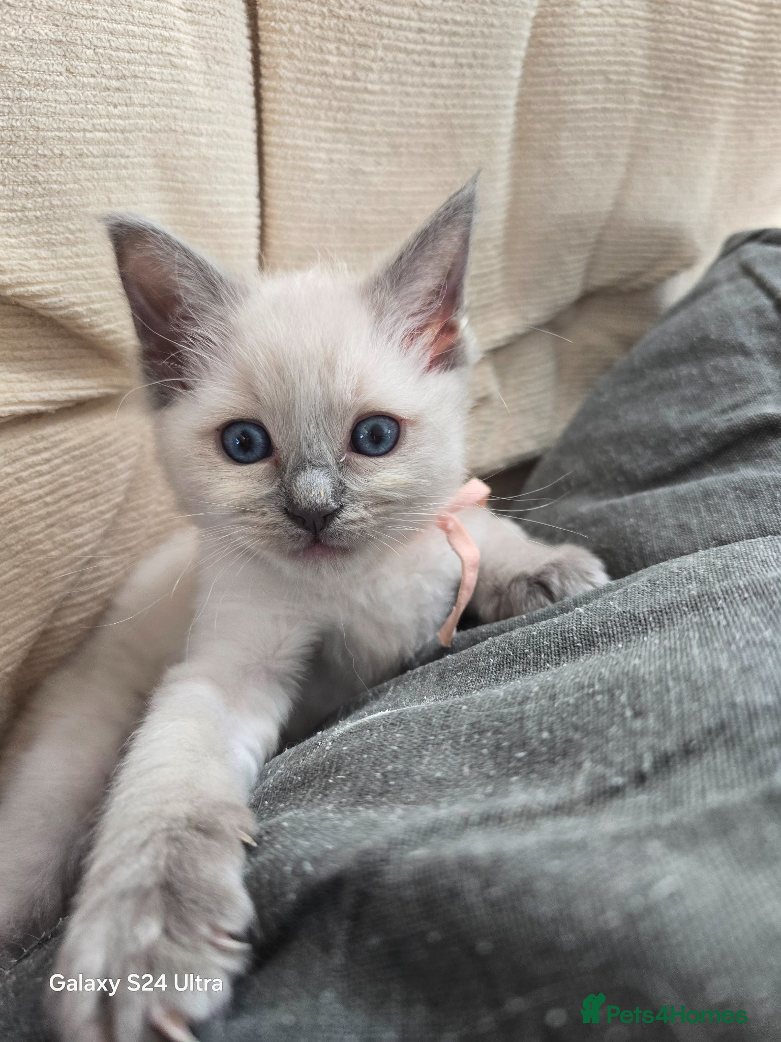 Ragdoll cats for sale: Gorgeous Ragdoll kittens  in Tetbury - Advert 12