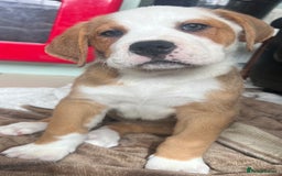 Mixed Breed dogs for sale: American Bulldog X Bernese mountain Dogs  - Image 1