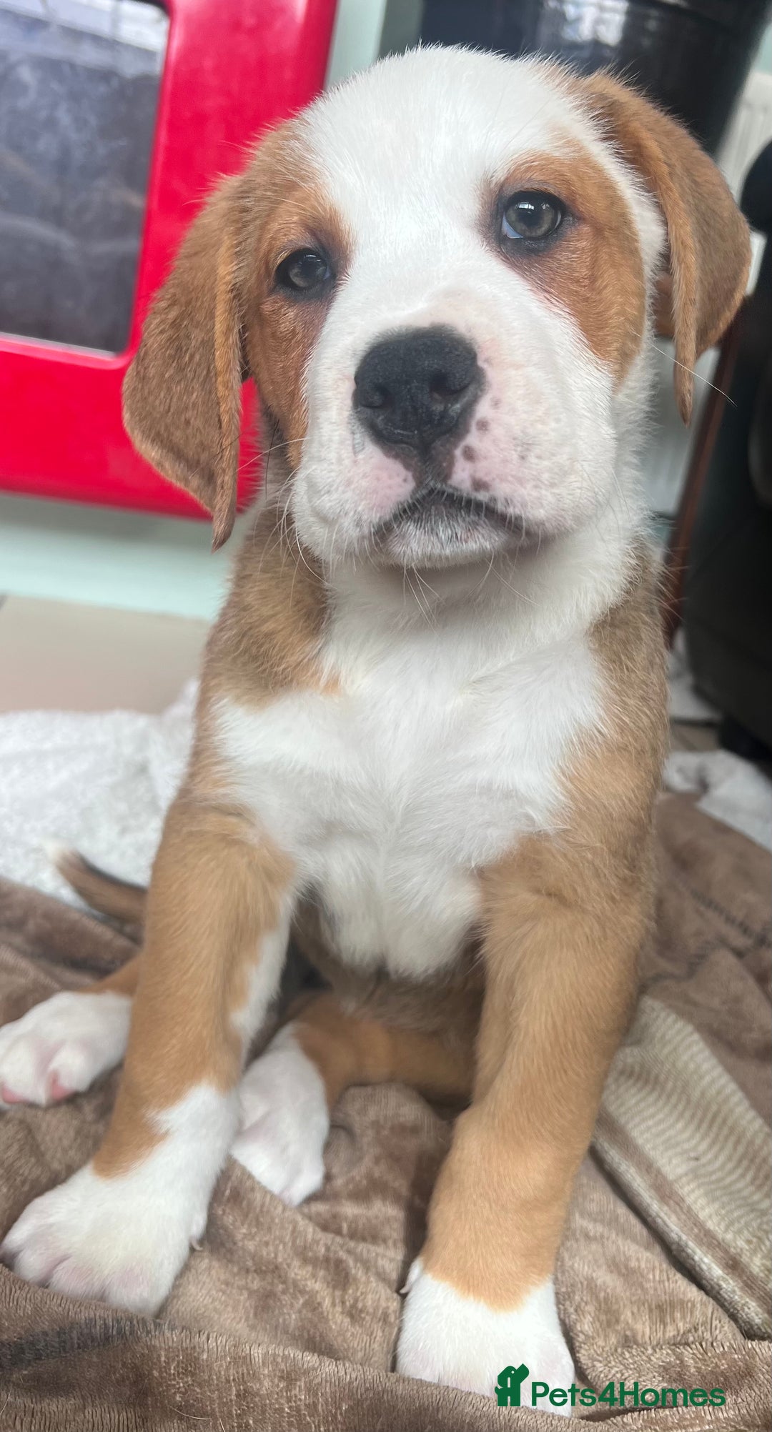 Mixed Breed dogs for sale: American Bulldog X Bernese mountain Dogs  - Image 1