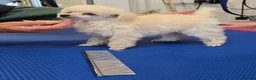 Toy Poodle dogs for sale: Toy poodle pups white - Advert 3