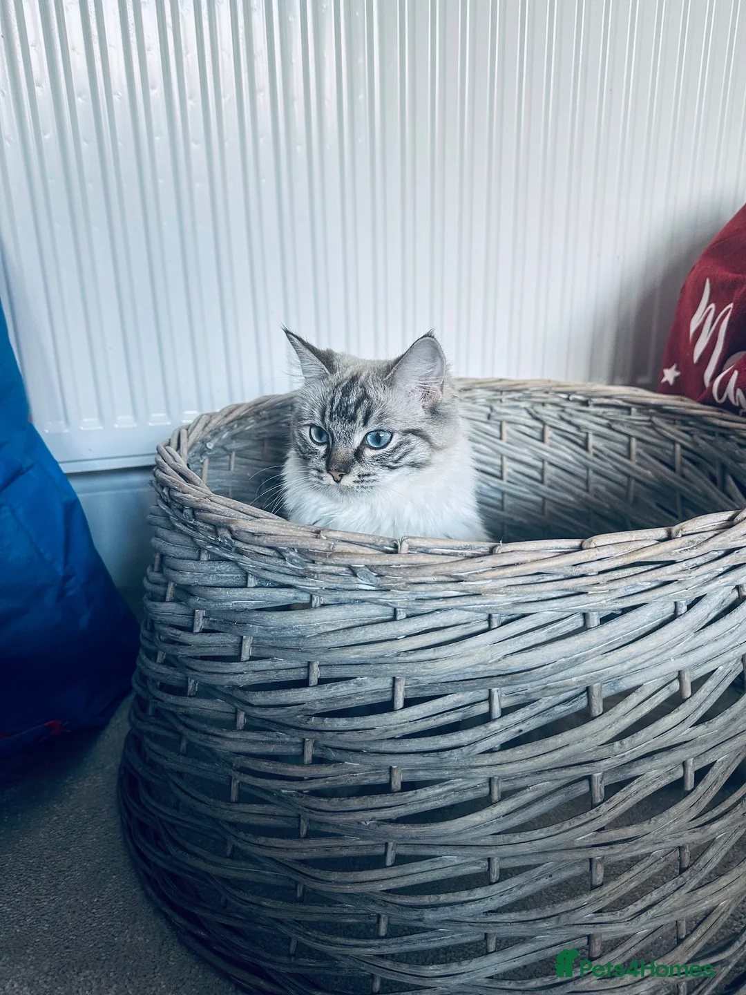 Ragdoll cats for sale: Rehoming our beloved Bonnie girl  - Advert 9