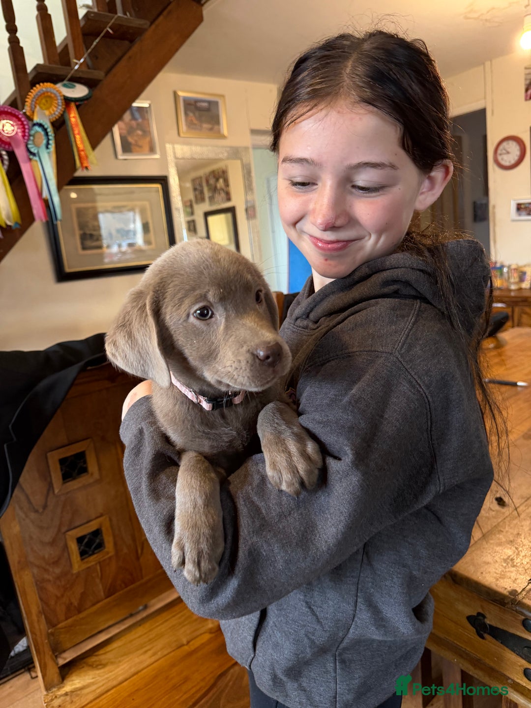 Labrador Retriever dogs for sale: Kc registered silver labs, health tested parents - Image 7