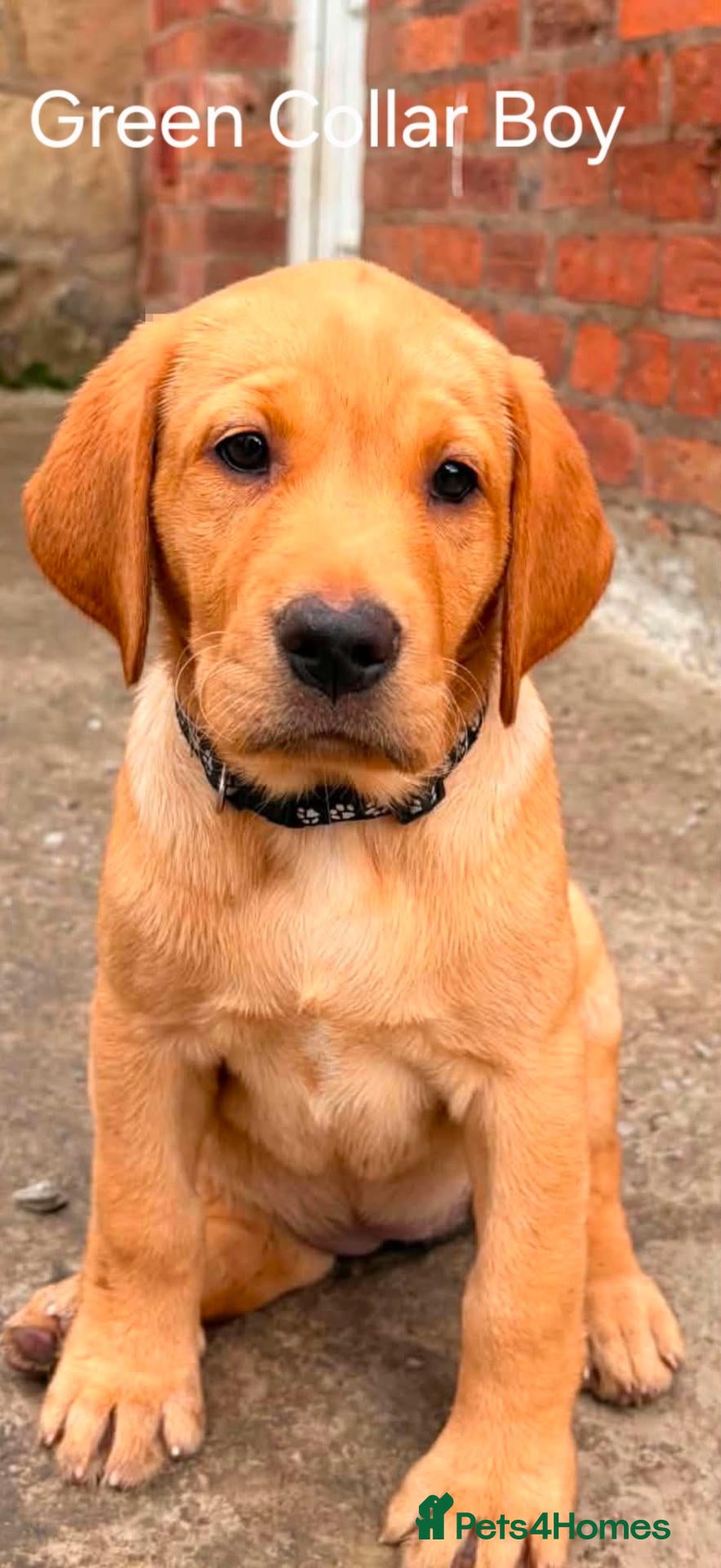 Labrador Retriever dogs BEAUTIFUL LAST REMAINING, HEALTH TESTED GIRL & BOY - Advert 1