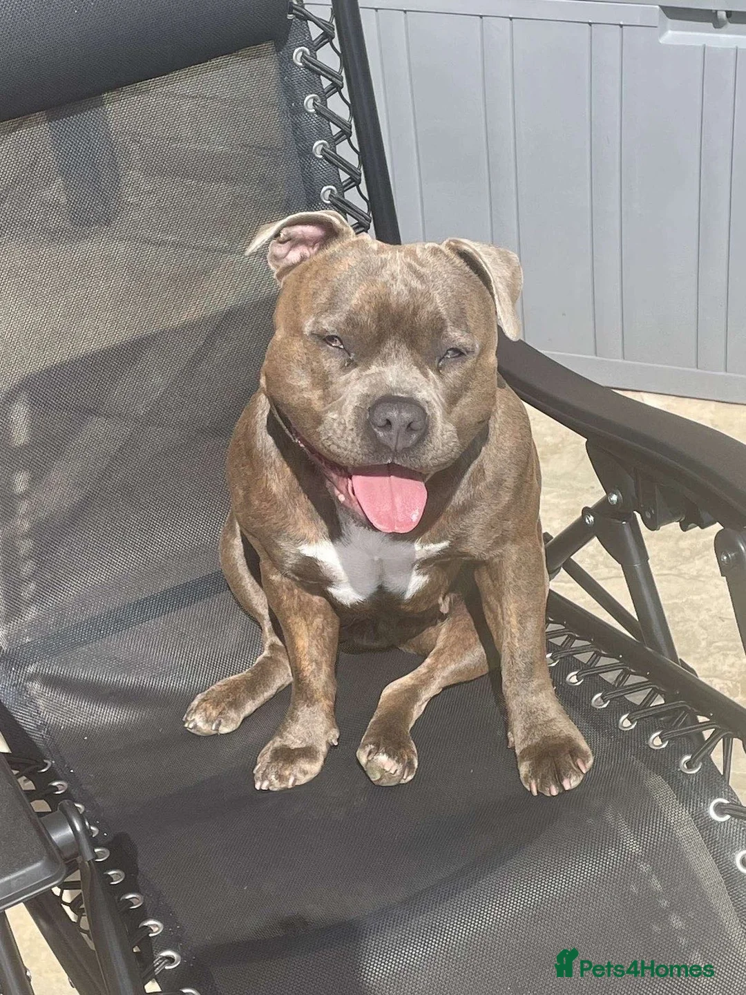 Staffordshire Bull Terrier dogs for sale: Blue Staffordshire bull terrier - Advert 2