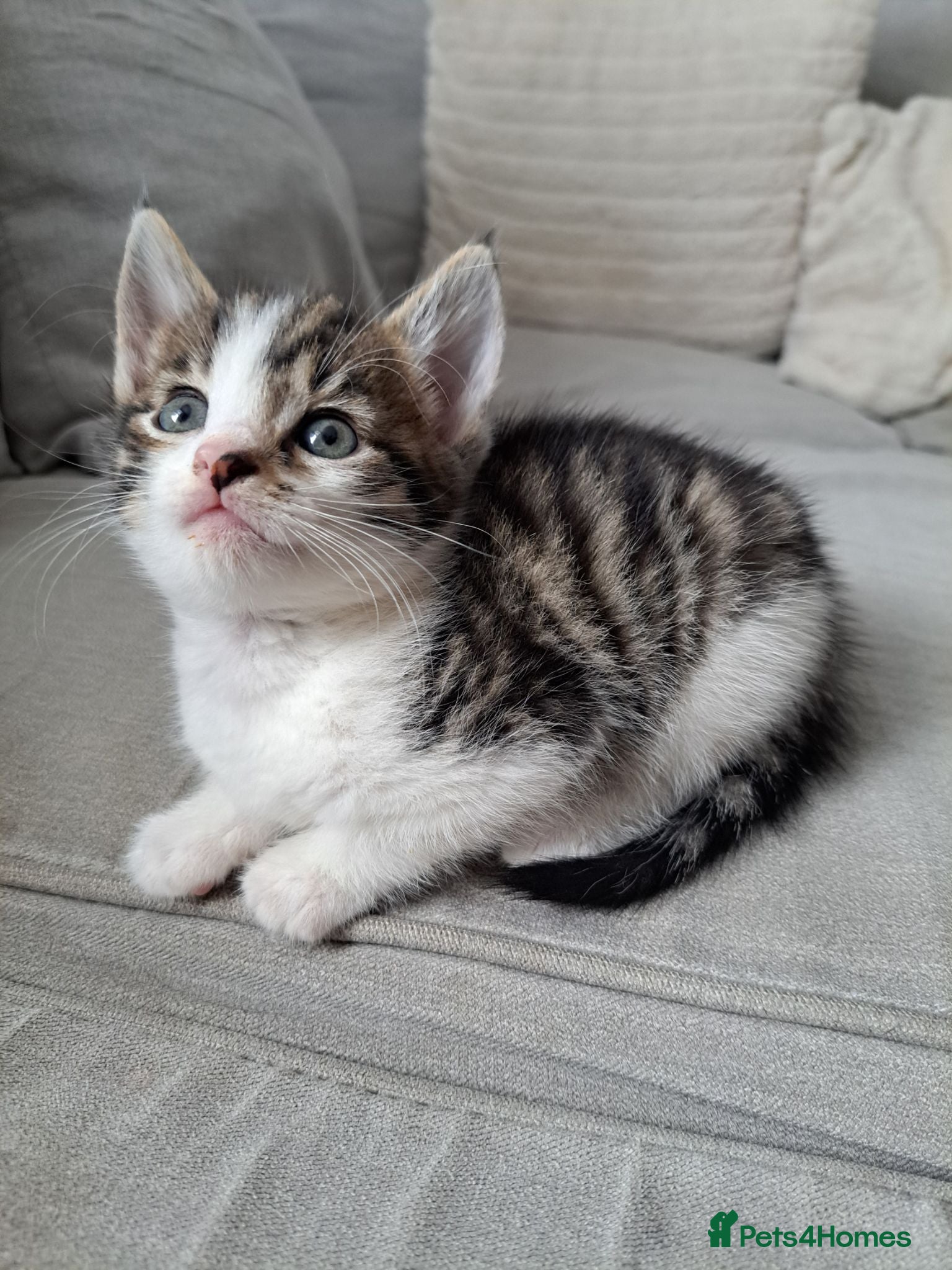 Mixed Breed cats Kittens 🥰 - Advert 6