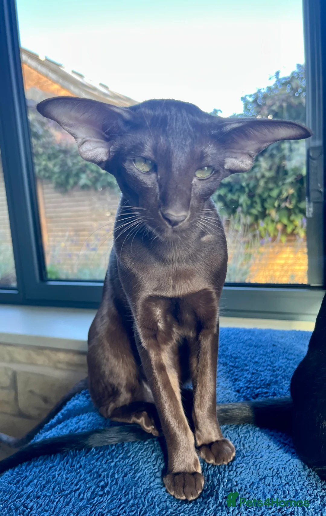 Oriental cats for sale: Supreme pedigree Oriental kittens GCCF reg - Advert 4