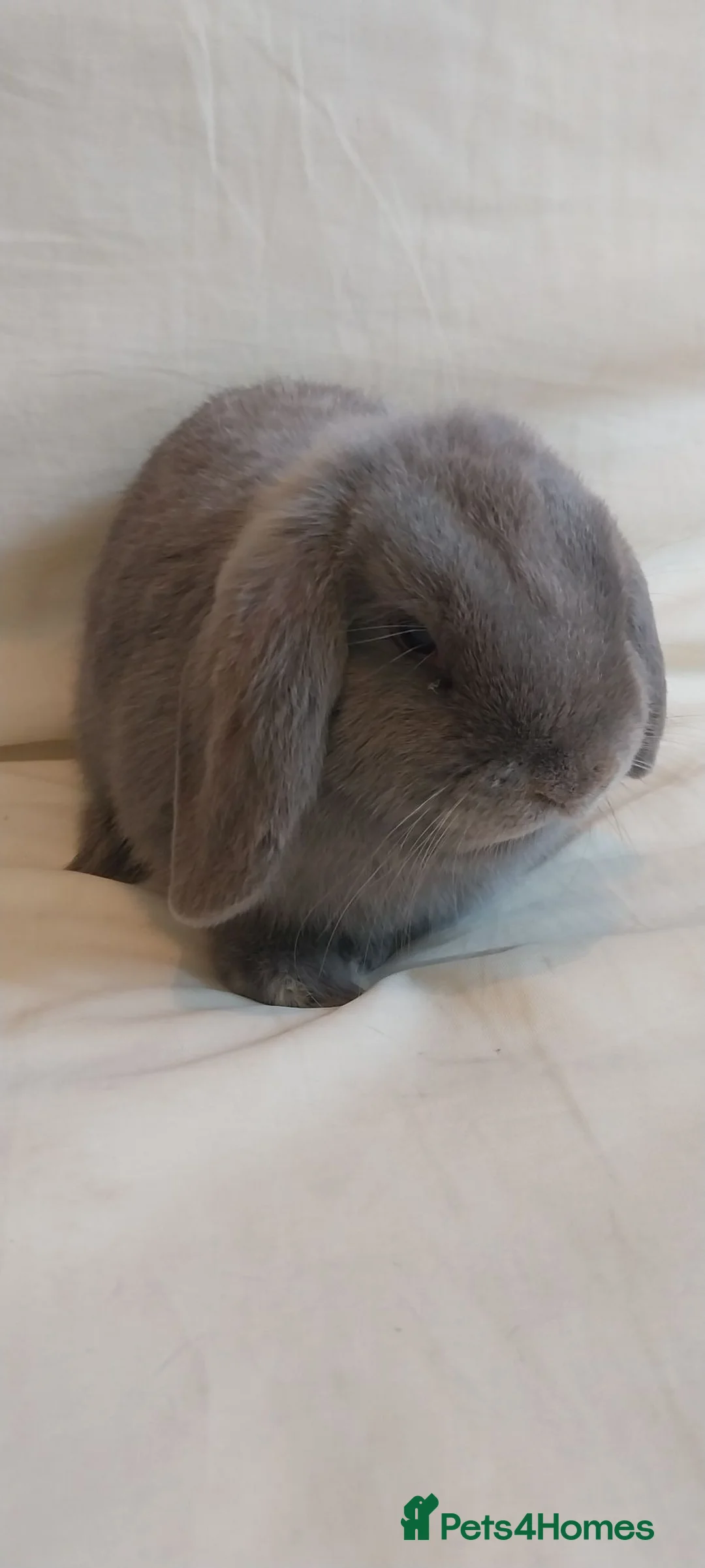 Mini Lop rabbits for sale: Baby mini lop - Advert 6