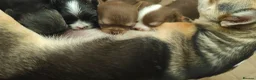 Chihuahua dogs for sale: 🌻Cute purebred chihuahua puppies🌻 - Advert 10