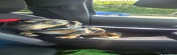 Dachshund dogs for stud: Sausage for stud! - Advert 10