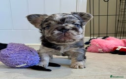 French Bulldog dogs for sale: Visual Fluffy French Bulldogs x 4 Male - Advert 17