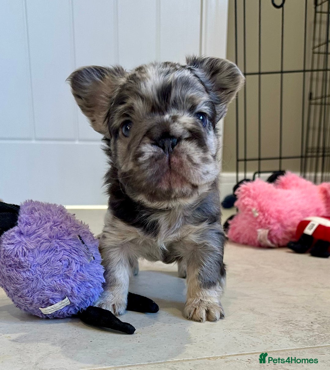 French Bulldog dogs for sale: Visual Fluffy French Bulldogs x 4 Male - Advert 17