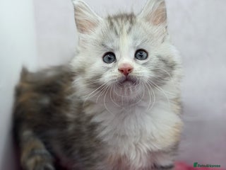 Maine Coon cats Maine Coons with Tests, Papers & Vet Checks - Advert 1