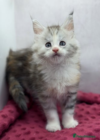 Maine Coon cats Maine Coons with Tests, Papers & Vet Checks - Advert 8