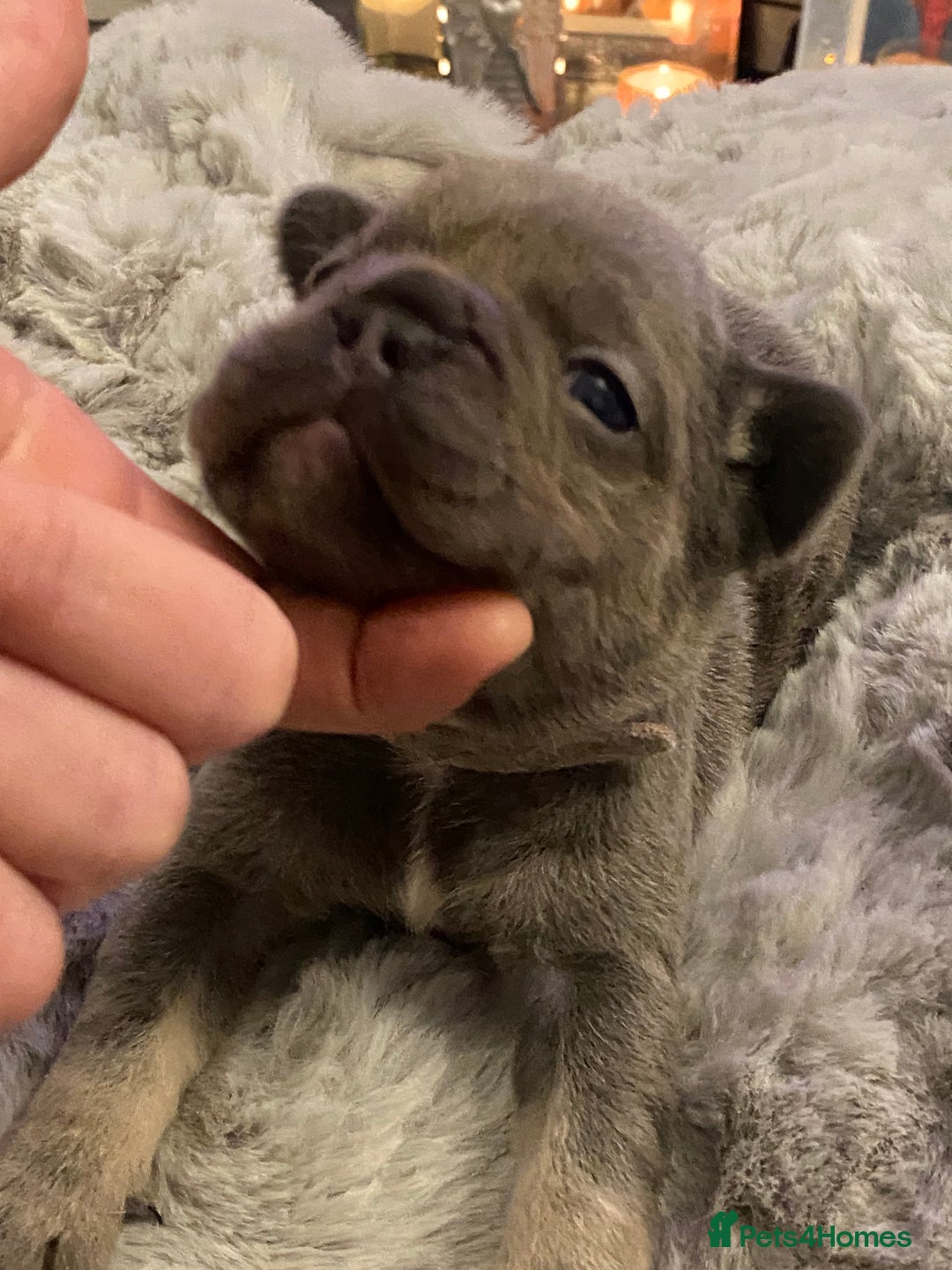 French Bulldog dogs for sale: Stunning chunky French bulldog pups  - Advert 12