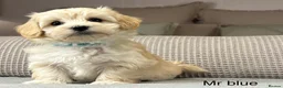 Maltipoo dogs for sale: A BEAUTIFUL ARRAY OF COLOURS AND LOVELINESS  - Advert 30