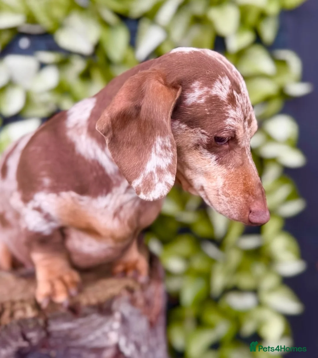 Miniature Dachshund dogs for stud: Award-winning breeder-KC Choc & Tan Dapple  - Advert 2