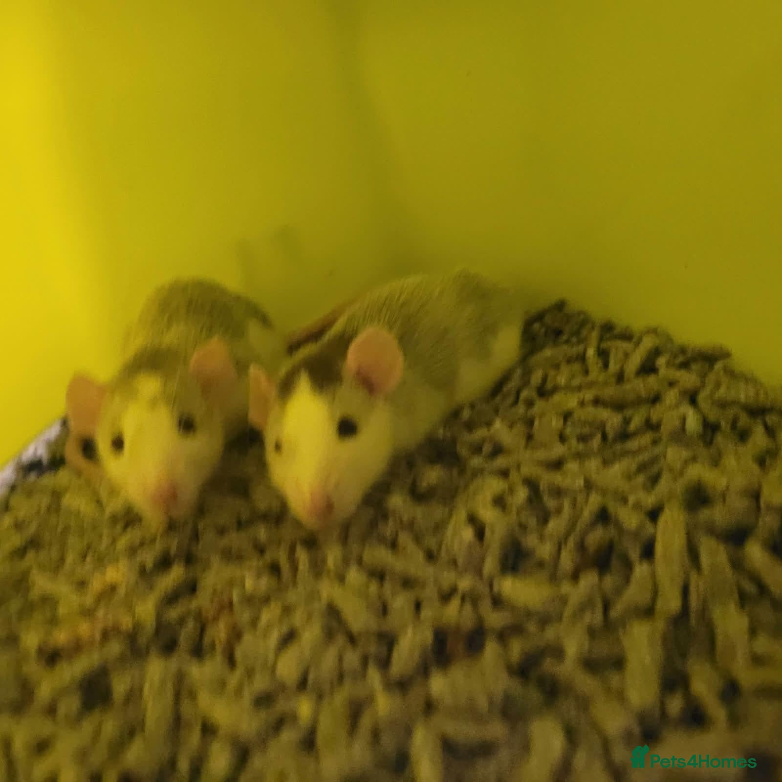 Rat rodents Female rats  - Advert 2
