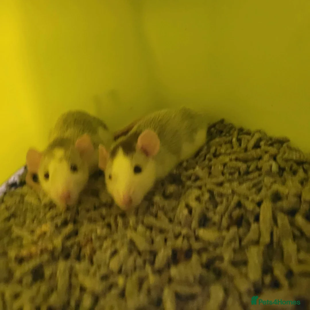 Rat rodents for sale: Female rats  in Huntingdon - Advert 1