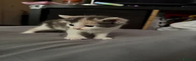 Calico looking Female.