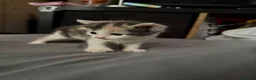 Mixed Breed cats for sale: 4 Beautiful Female Kittens in Basildon - Advert 3