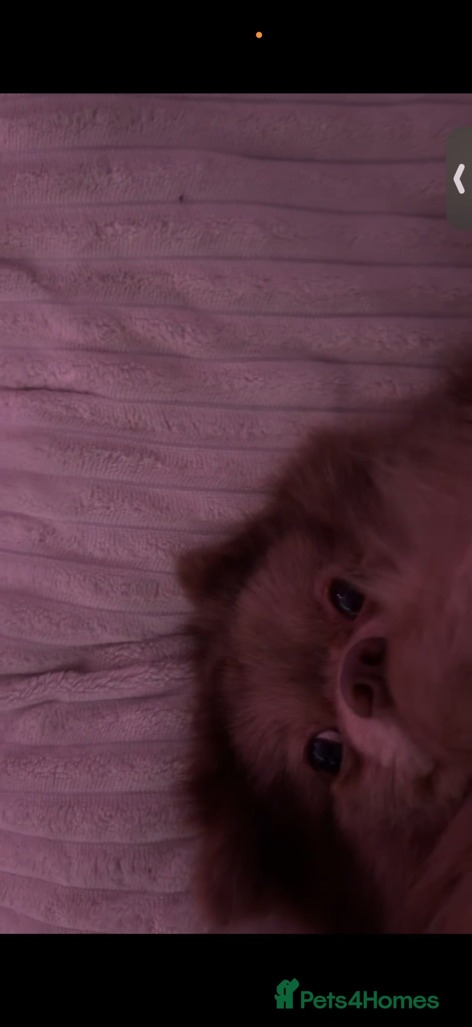 Pomeranian dogs beaver/liver pomeranian, not merle - Advert 3