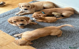 Golden Retriever dogs for sale: 🐾 Ready Soon!! KC Golden Retriever Male Puppies - Image 4