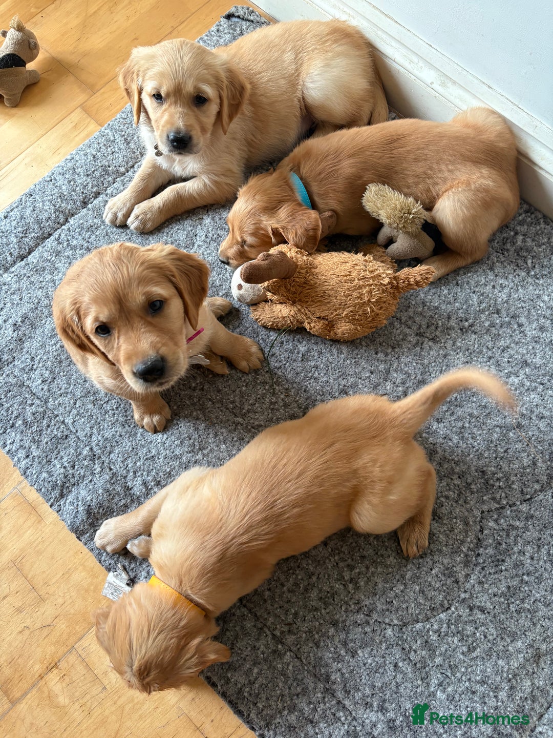 Golden Retriever dogs for sale: 🐾 Ready Soon!! KC Golden Retriever Male Puppies - Image 4