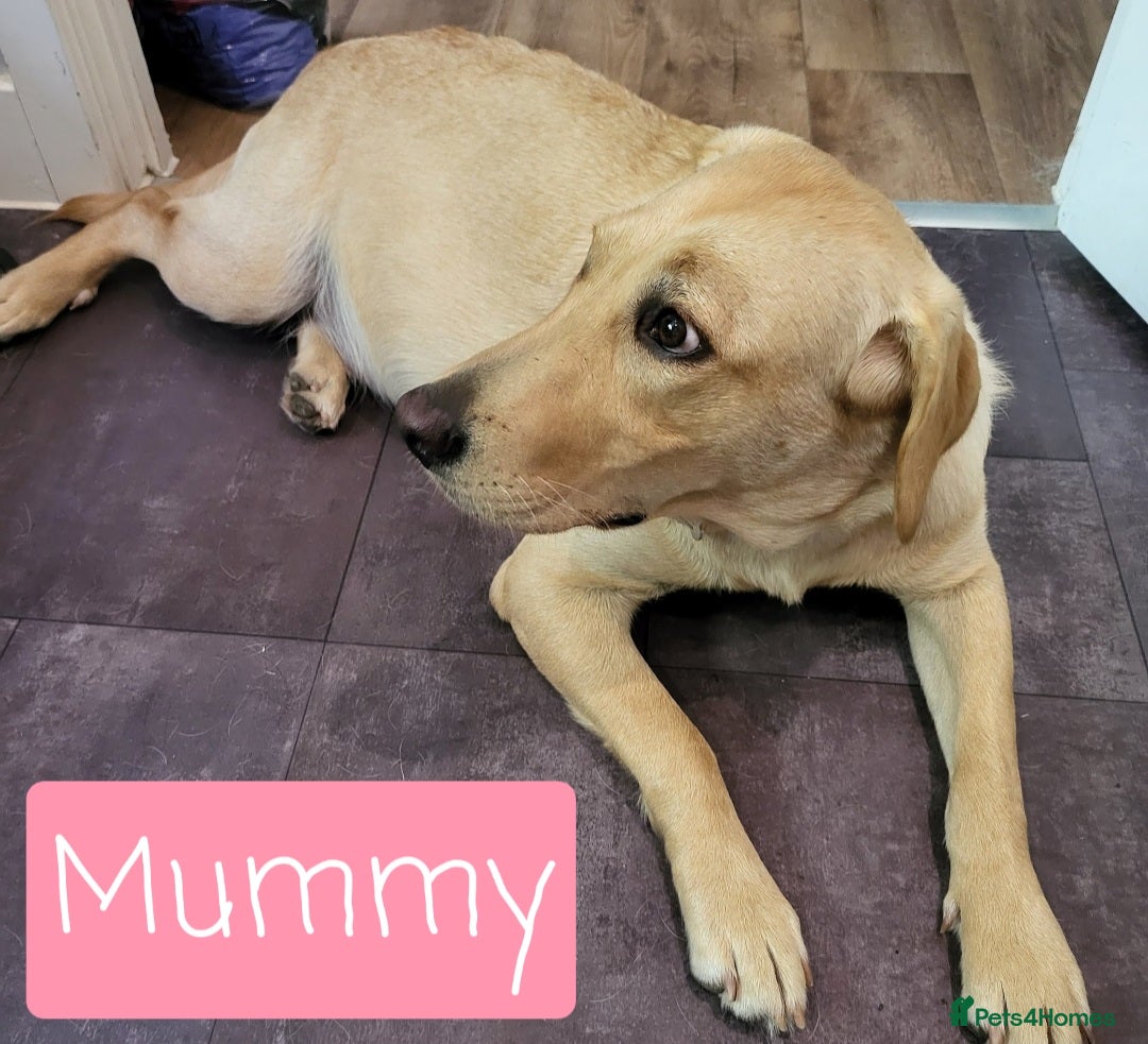 Labrador Retriever dogs for sale: Labrador Puppies for sale pedigree  - Image 21