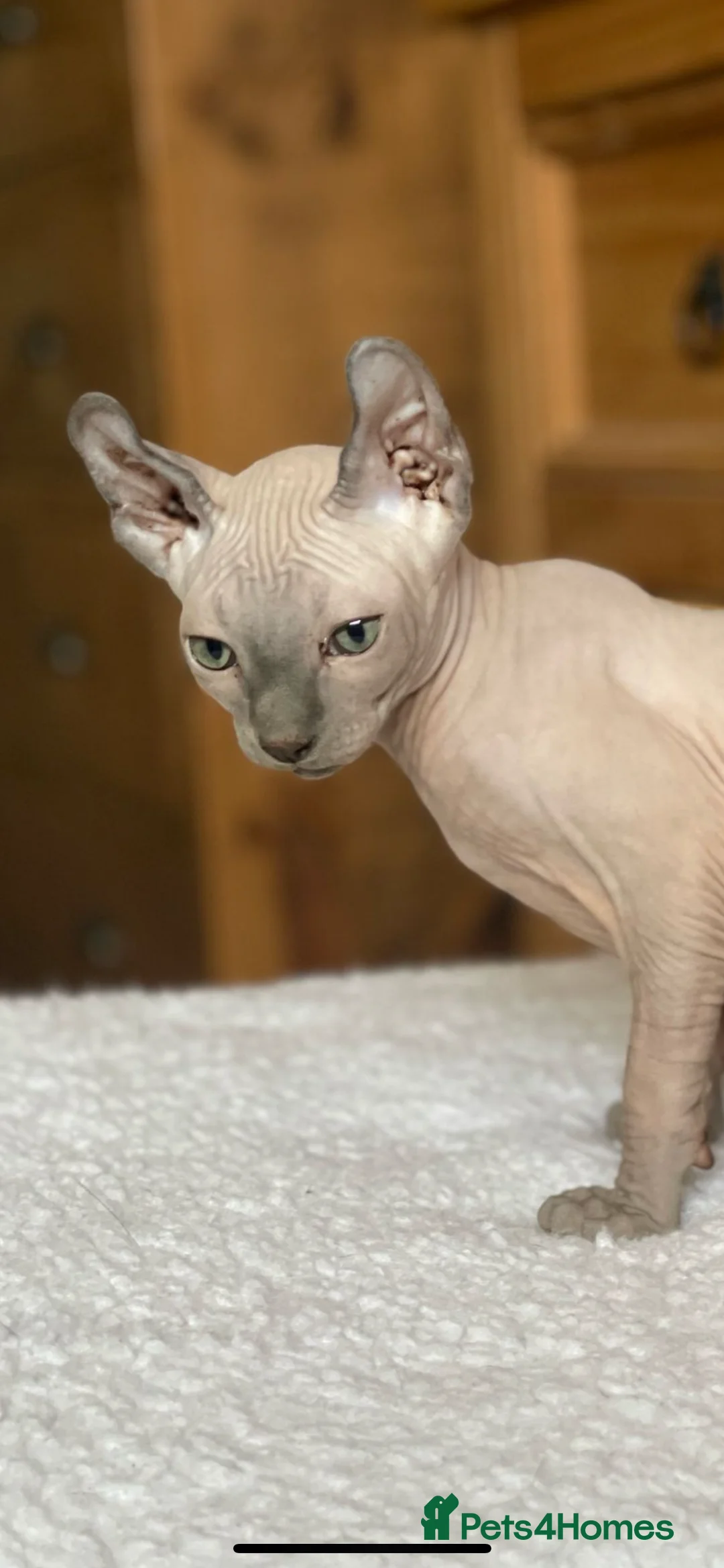 Sphynx cats for sale: Amazing Sphynx & Elf Kittens  - Advert 9