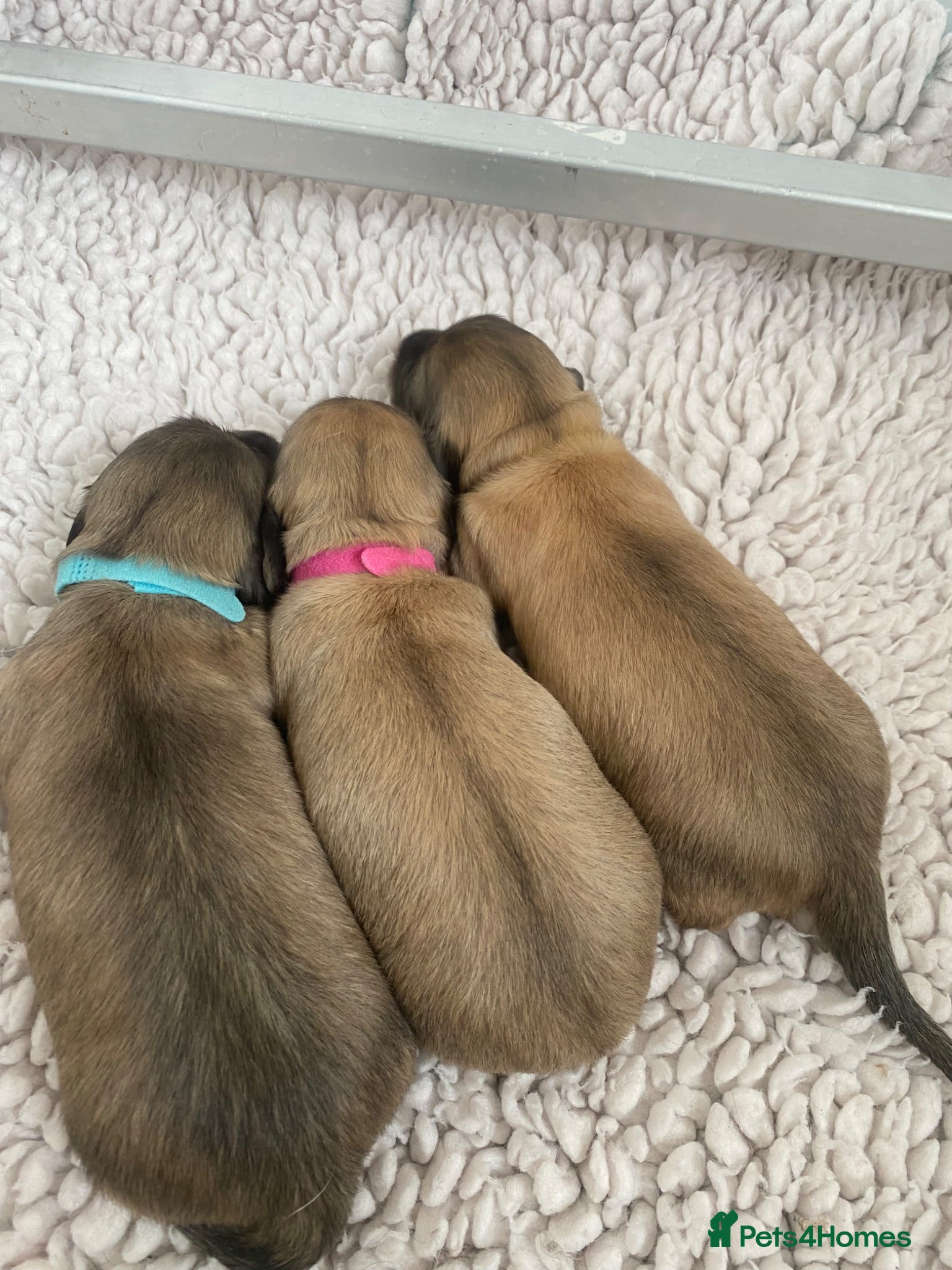Miniature Dachshund dogs Shaded Cream  - Advert 2