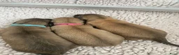 Miniature Dachshund dogs for sale: Shaded Cream  - Advert 2