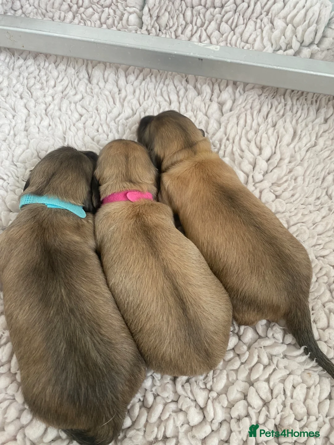 Miniature Dachshund dogs for sale: Shaded Cream  - Advert 2