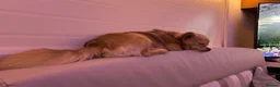 Mixed Breed dogs for sale: Beautiful Chihuahua x Dachshund x Shih Tzu Puppies in Troon - Advert 11