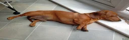 Miniature Dachshund dogs for sale: * tan miniature daschaund *  - Advert 9