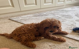Cavapoo dogs for sale: !Ready now! F1 cavapoos kc reg parents - Image 5