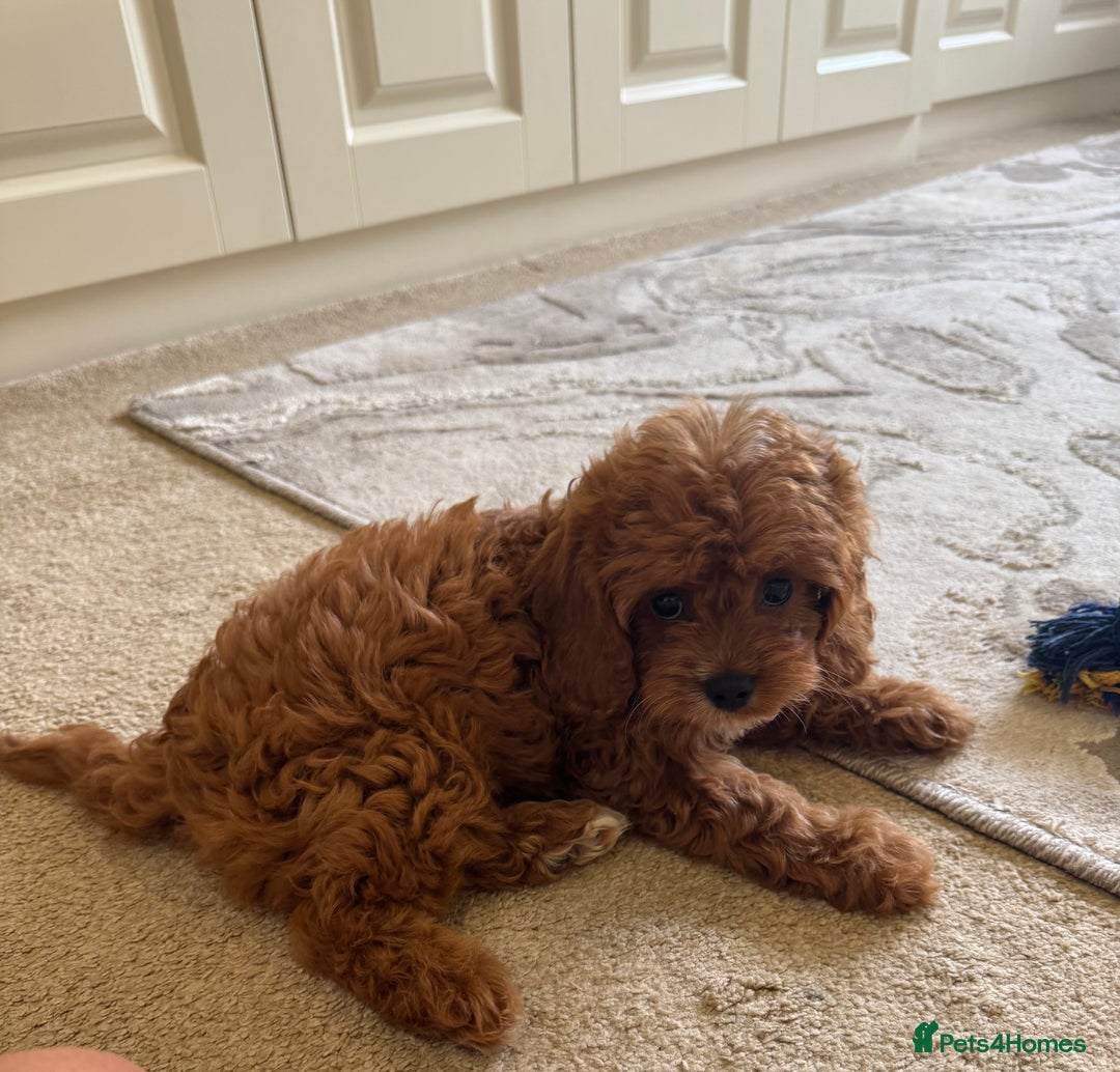 Cavapoo dogs for sale: !Ready now! F1 cavapoos kc reg parents - Image 5
