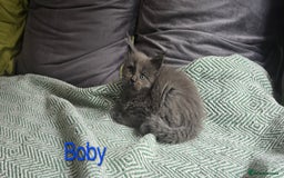 Maine Coon cats for sale: Maine Coon Kittens reservation  - Image 7