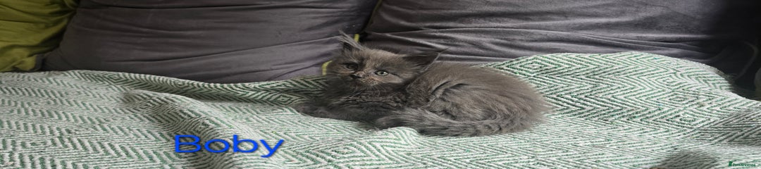 BOBY